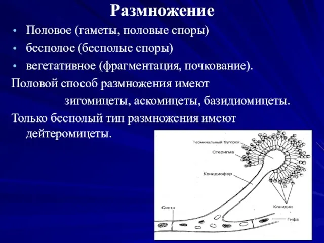 Размножение Половое (гаметы, половые споры) бесполое (бесполые споры) вегетативное (фрагментация, почкование).