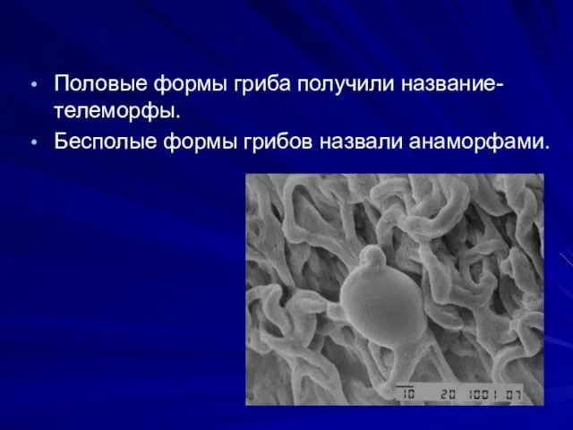 Половые формы гриба получили название- телеморфы. Бесполые формы грибов назвали анаморфами.