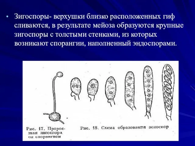 Зигоспоры- верхушки близко расположенных гиф сливаются, в результате мейоза образуются крупные