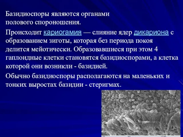 Базидиоспоры являются органами полового спороношения. Происходит кариогамия — слияние ядер дикариона