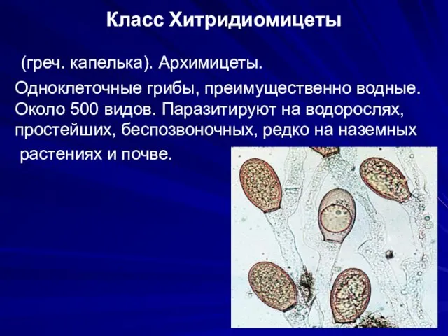 Класс Хитридиомицеты (греч. капелька). Архимицеты. Одноклеточные грибы, преимущественно водные. Около 500