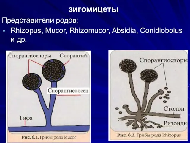 зигомицеты Представители родов: Rhizopus, Mucor, Rhizomucor, Absidia, Conidiobolus и др.