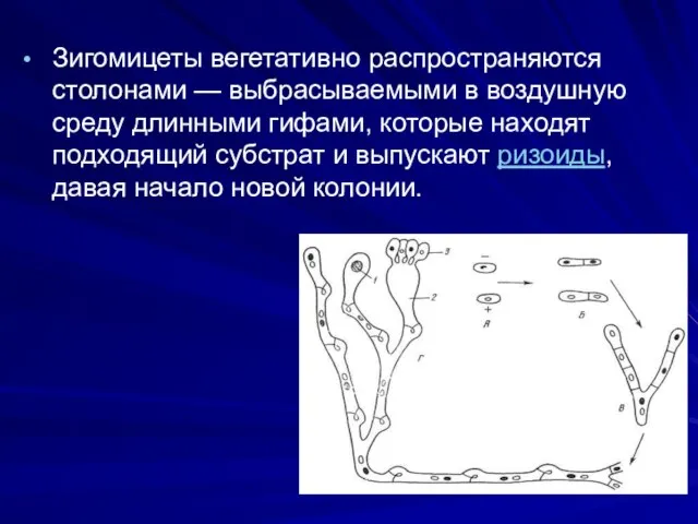 Зигомицеты вегетативно распространяются столонами — выбрасываемыми в воздушную среду длинными гифами,