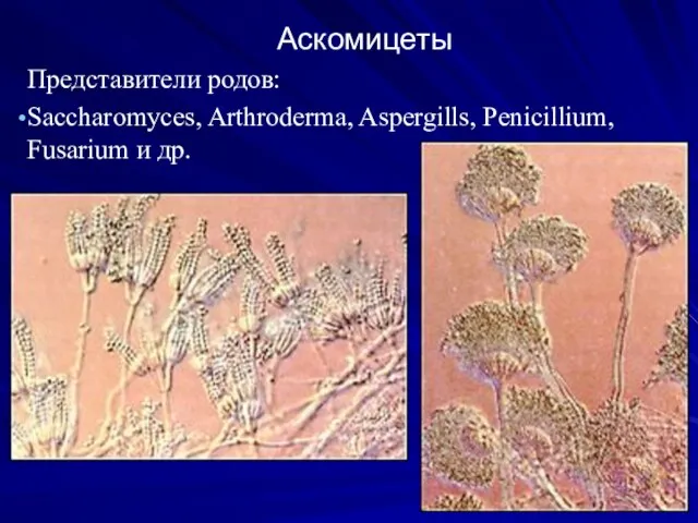 Аскомицеты Представители родов: Saccharomyces, Arthroderma, Aspergills, Penicillium, Fusarium и др.