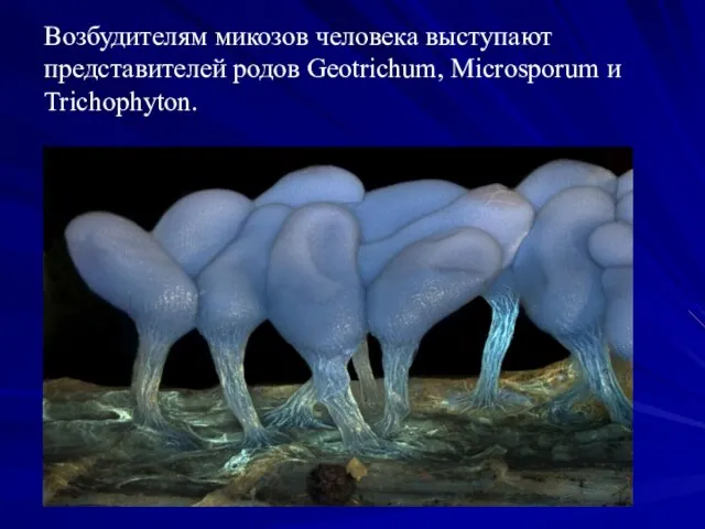 Возбудителям микозов человека выступают представителей родов Geotrichum, Microsporum и Trichophyton.
