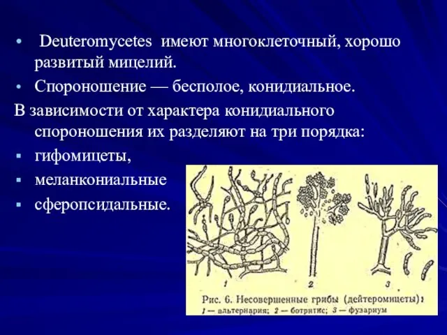 Deuteromycetes имеют многоклеточный, хорошо разви­тый мицелий. Спороношение — беспо­лое, конидиальное. В