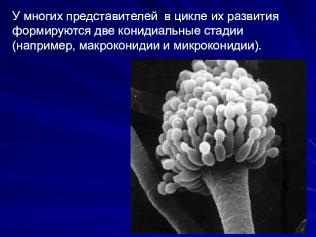 У многих представителей в цикле их развития формируются две конидиальные стадии (например, макроконидии и микроконидии).