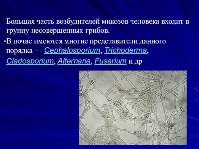 Большая часть возбудителей микозов человека входит в группу несовершенных грибов. В