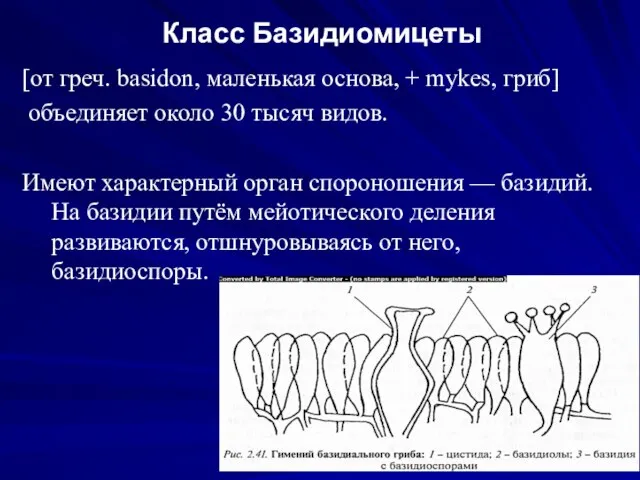 Класс Базидиомицеты [от греч. basidon, маленькая основа, + mykes, гриб] объединяет