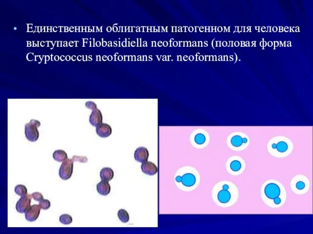 Единственным облигатным патогенном для человека выступает Filobasidiella neoformans (половая форма Cryptococcus neoformans var. neoformans).