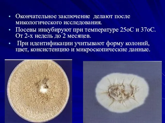 Окончательное заключение делают после микологического исследования. Посевы инкубируют при температуре 25оС