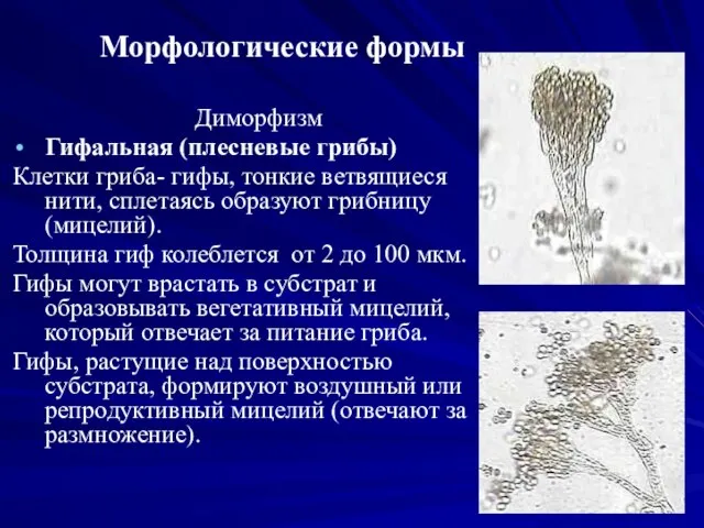 Морфологические формы Диморфизм Гифальная (плесневые грибы) Клетки гриба- гифы, тонкие ветвящиеся