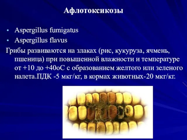 Афлотоксикозы Aspergillus fumigatus Aspergillus flavus Грибы развиваются на злаках (рис, кукуруза,