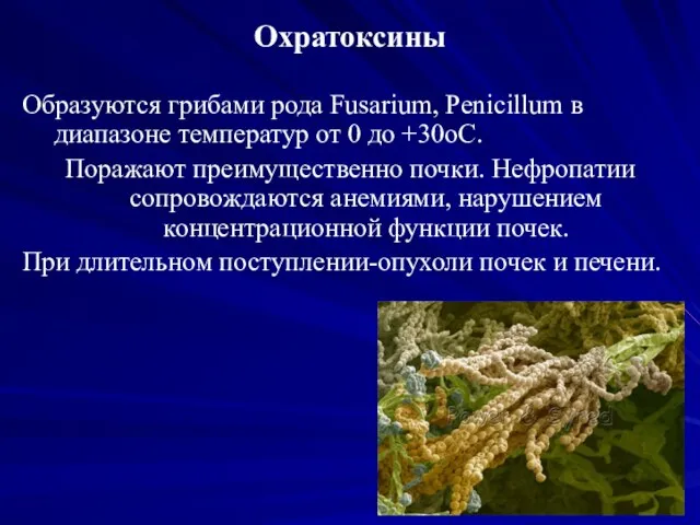 Охратоксины Образуются грибами рода Fusarium, Penicillum в диапазоне температур от 0