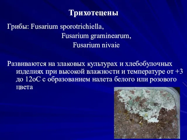 Трихотецены Грибы: Fusarium sporotrichiella, Fusarium graminearum, Fusarium nivaie Развиваются на злаковых