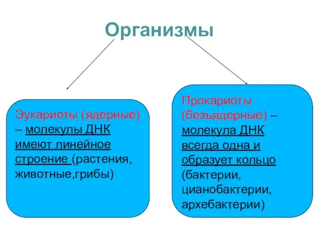 Организмы Эукариоты (ядерные) – молекулы ДНК имеют линейное строение (растения, животные,грибы)