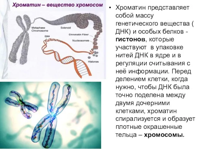 Хроматин представляет собой массу генетического вещества ( ДНК) и особых белков