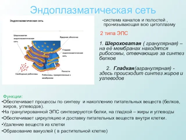 Эндоплазматическая сеть Функции: Обеспечивает процессы по синтезу и накоплению питательных веществ