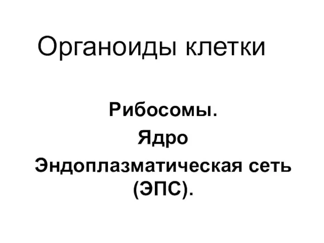 Органоиды клетки Рибосомы. Ядро Эндоплазматическая сеть (ЭПС).