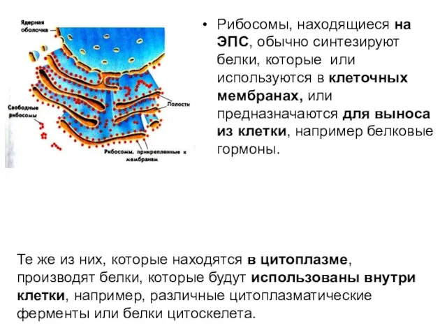 Рибосомы, находящиеся на ЭПС, обычно синтезируют белки, которые или используются в