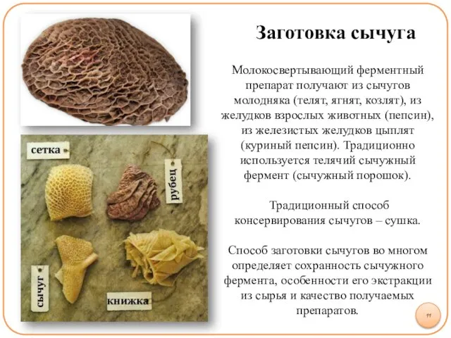 Заготовка сычуга 11 Молокосвертывающий ферментный препарат получают из сычугов молодняка (телят,