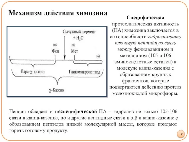 Механизм действия химозина 7 Специфическая протеолитическая активность (ПА) химозина заключается в