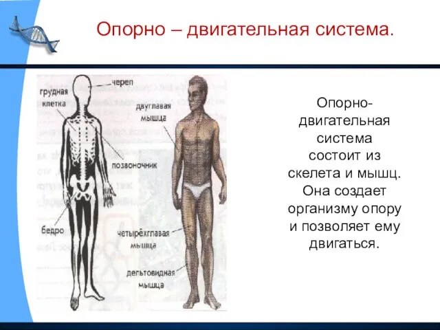 Опорно-двигательная система состоит из скелета и мышц. Она создает организму опору