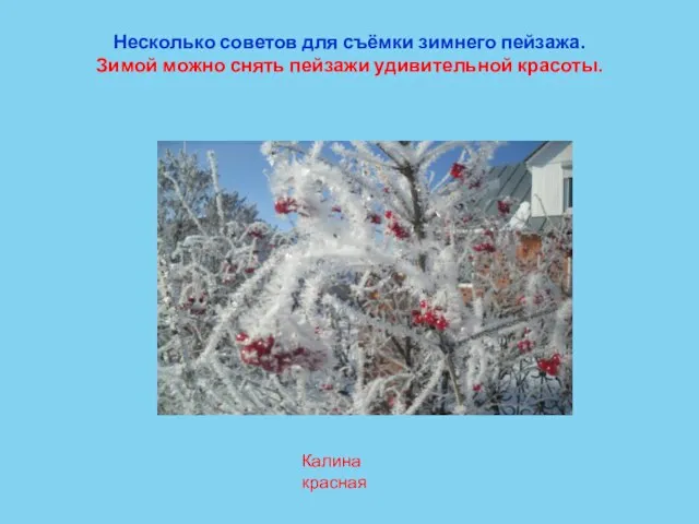 Несколько советов для съёмки зимнего пейзажа. Зимой можно снять пейзажи удивительной красоты. Калина красная