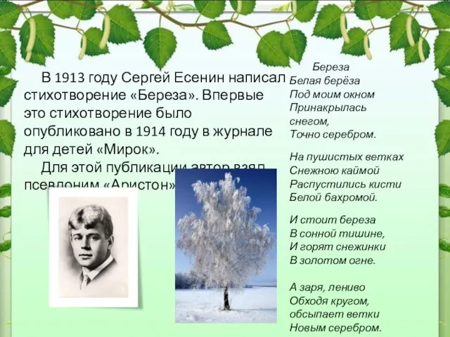 В 1913 году Сергей Есенин написал стихотворение «Береза». Впервые это стихотворение