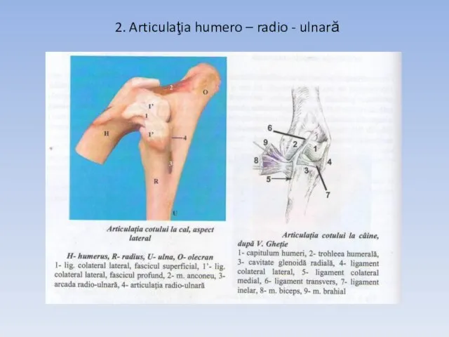 2. Articulaţia humero – radio - ulnară