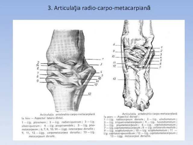 3. Articulaţia radio-carpo-metacarpiană