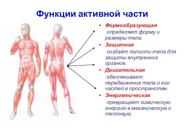 Функции активной части Формообразующая определяет форму и размеры тела. Защитная создаёт