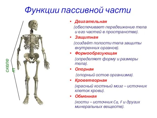 Функции пассивной части Двигательная (обеспечивает передвижение тела и его частей в