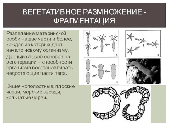 Разделение материнской особи на две части и более, каждая из которых