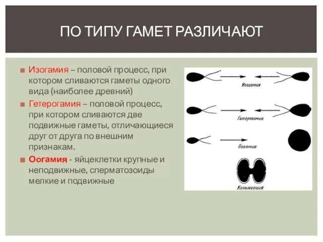 Изогамия – половой процесс, при котором сливаются гаметы одного вида (наиболее