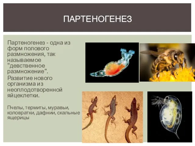 Партеногенез - одна из форм полового размножения, так называемое "девственное размножение".