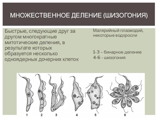 Быстрые, следующие друг за другом многократные митотические деления, в результате которых