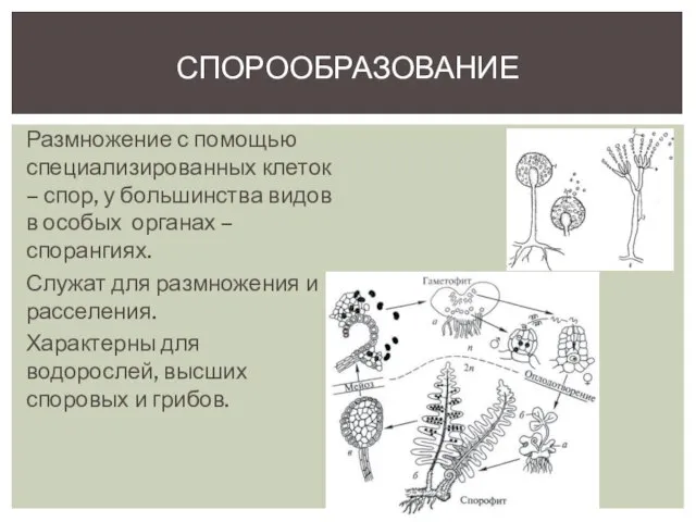 Размножение с помощью специализированных клеток – спор, у большинства видов в