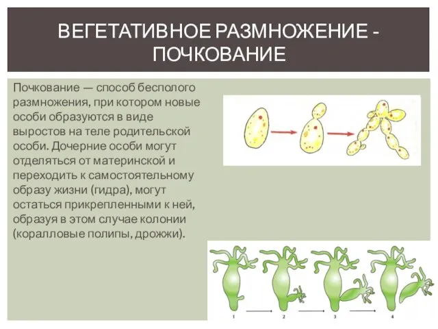 Почкование — способ бесполого размножения, при котором новые особи образуются в