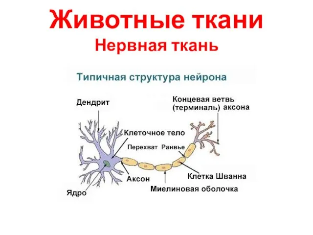 Животные ткани Нервная ткань