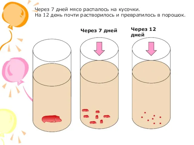 Через 7 дней Через 12 дней Через 7 дней мясо распалось