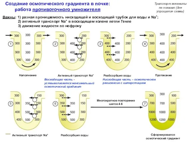 Создание осмотического градиента в почке: работа противоточного умножителя Наполнение Активный транспорт