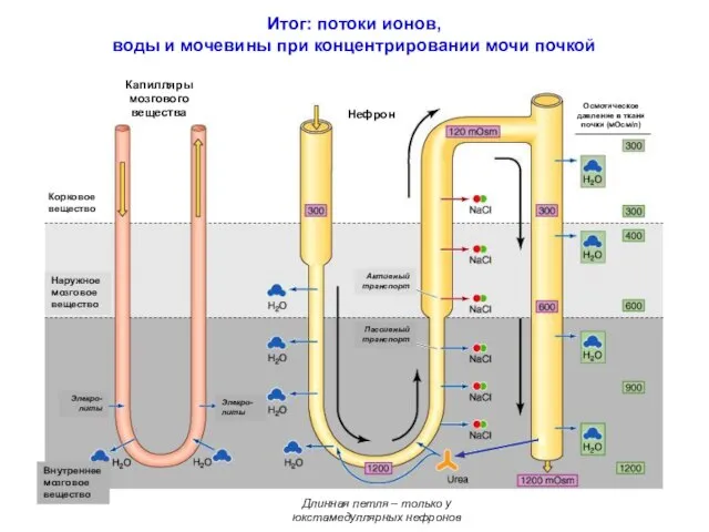 Итог: потоки ионов, воды и мочевины при концентрировании мочи почкой