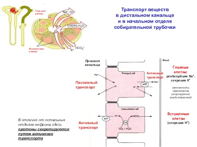 Главные клетки: реабсорбция Na+, секреция К+ (активность транспорта регулируется альдостероном) Вставочные