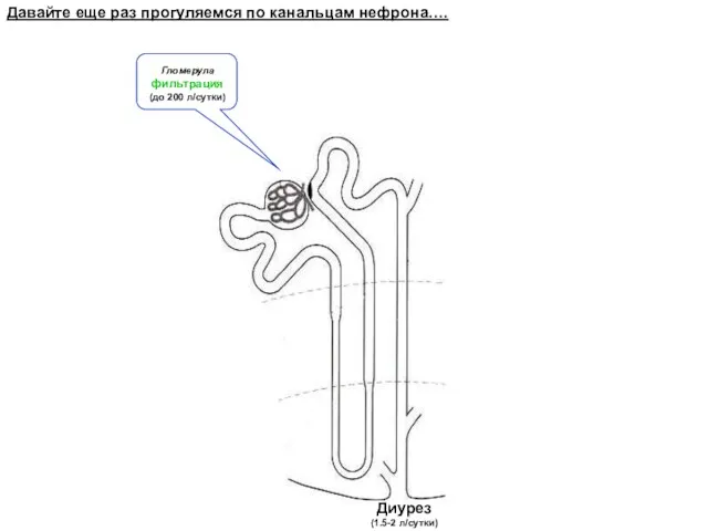 Гломерула фильтрация (до 200 л/сутки) Диурез (1.5-2 л/сутки) Давайте еще раз прогуляемся по канальцам нефрона….