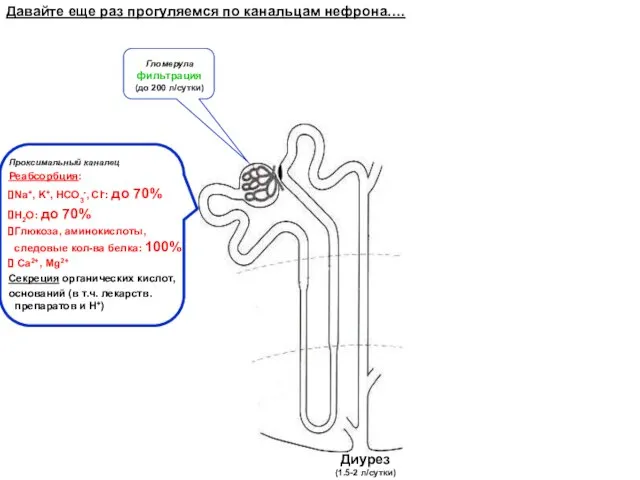 Давайте еще раз прогуляемся по канальцам нефрона…. Проксимальный каналец Реабсорбция: Na+,