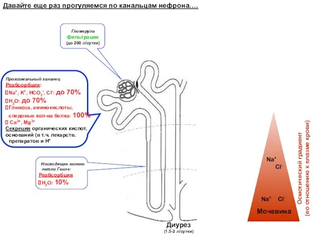 Давайте еще раз прогуляемся по канальцам нефрона…. Проксимальный каналец Реабсорбция: Na+,