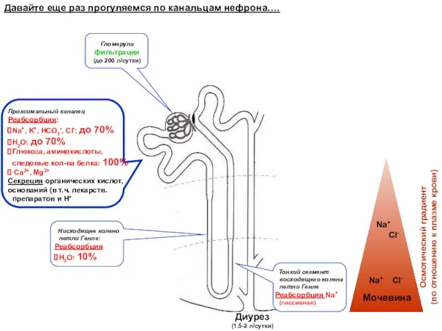 Давайте еще раз прогуляемся по канальцам нефрона…. Проксимальный каналец Реабсорбция: Na+,