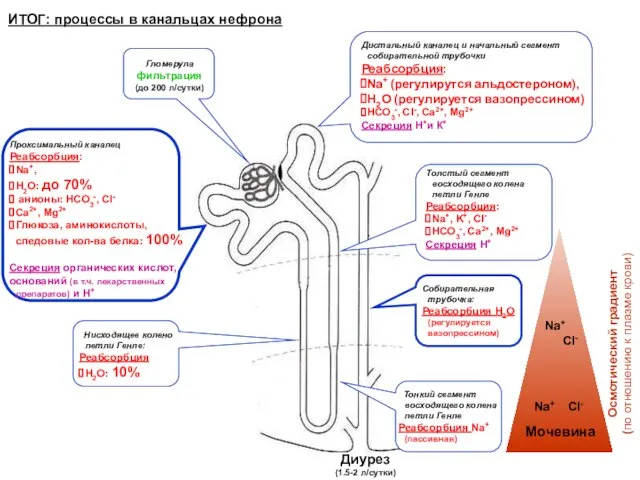 ИТОГ: процессы в канальцах нефрона Проксимальный каналец Реабсорбция: Na+, H2O: до