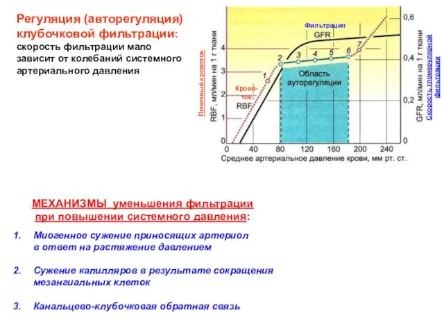 Регуляция (авторегуляция) клубочковой фильтрации: скорость фильтрации мало зависит от колебаний системного